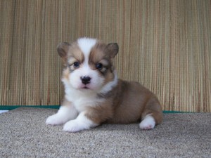 コーギー　ブリーダー　子犬販売の専門店　AngelWan　東京　神奈川　千葉　埼玉