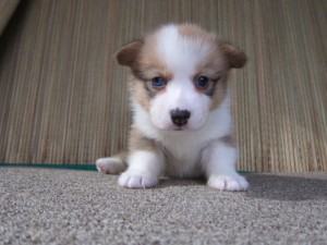 コーギー 子犬 中型犬 コーギー ブリーダー 子犬販売の専門店 AngelWan 中型犬 全国発送可能