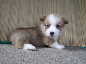 コーギー ブリーダー 子犬出産情報 コーギー ブリーダー 子犬販売の専門店 AngelWan 東京 神奈川 千葉 埼玉