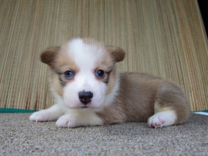 コーギー 全国発送可能 こいぬ コーギー ブリーダー 子犬販売の専門店 AngelWan 中型犬 バイアイ