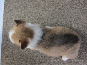 コーギー ブリーダー わんこ コーギー ブリーダー 子犬販売の専門店 AngelWan ペット