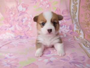 ウェルシュコーギーペンブローク　ブリーダー　子犬販売の専門店　AngelWan　横浜