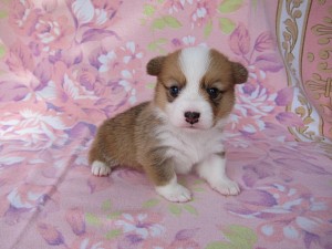 ウェルシュコーギーペンブローク　中型犬　神奈川　東京　千葉　埼玉　静岡　全国k