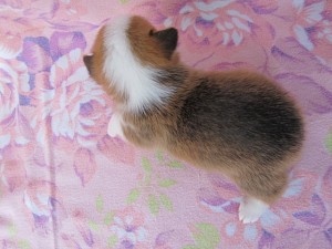 ウェルシュコーギーペンブローク　ブリーダー　子犬販売の専門店　AngelWan　横浜