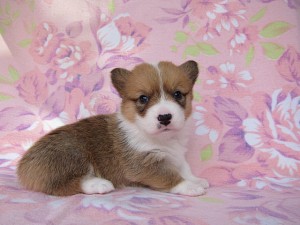 ウェルシュコーギーペンブローク　ブリーダー　子犬販売の専門店　AngelWan