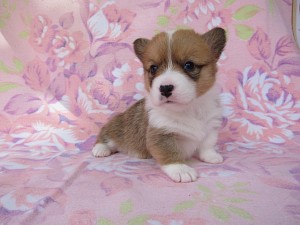 ウェルシュコーギーペンブローク　ブリーダー　子犬販売の専門店　AngelWan　横浜