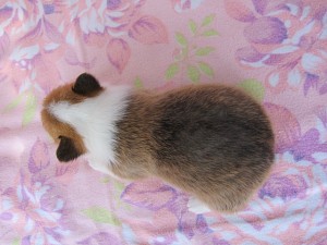 ウェルシュコーギーペンブローク　中型犬　こいぬ　ブリーダー　出産情報