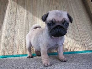 パグ　ブリーダー　子犬販売の専門店　AngelWan　東京　神奈川　千葉　埼玉　静岡