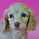 ミニチュアダックスフンド　ブリーダー　子犬販売の専門店　AngelWan　横浜