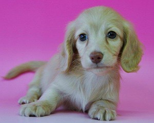 ミニチュアダックスフンド　ブリーダー　子犬販売の専門店　AngelWan　神奈川県