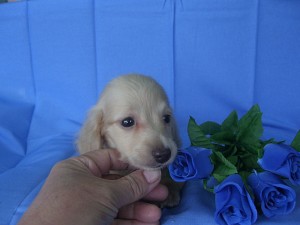 カニンヘンダックスフンド　ブリーダー　子犬販売の専門店　AngelWan　横浜市　戸塚区