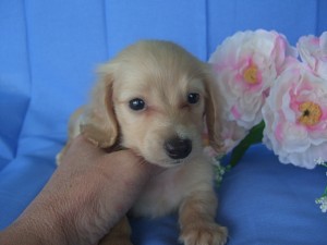 カニヘンダックスフンド　ブリーダー　子犬販売の専門店　AngelWan　横浜　全国発送