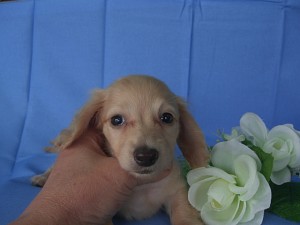 カニンヘンダックスフンド 横浜 全国発送可能 カニンヘンダックスフンド ブリーダー 子犬販売の専門店 AngelWan 室内犬