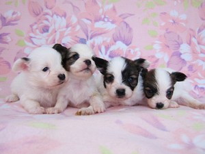 パピヨン ブリーダー こいぬ パピヨン ブリーダー 子犬販売の専門店 AngelWan 横浜市 戸塚区 泉区