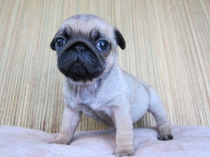 パグ　ブリーダー　子犬販売の専門店　AngelWan　横浜　PUG　小型犬