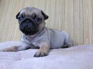 パグ　ブリーダー　子犬販売の専門店　AngelWan　横浜　全国発送可能