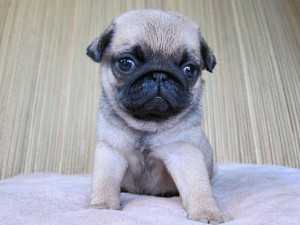 パグ　ブリーダー　子犬販売の専門店　AngelWan　横浜　鎌倉　藤沢　横須賀　逗子