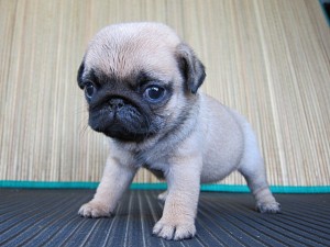 パグ　ブリーダー　子犬販売の専門店　AngelWan　横浜　フォーン　可愛い