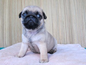 パグ　ブリーダー　子犬販売の専門店　AngelWan　横浜市　戸塚区　泉区　千葉　東京