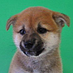 柴犬　ブリーダー　子犬販売の専門店　AngelWan　横浜