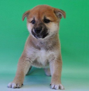 柴犬　ブリーダー　子犬販売の専門店　AngelWan　東京　神奈川　千葉　埼玉　番犬