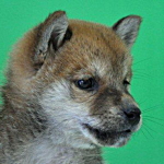 柴犬の子犬 赤 柴犬 ブリーダー 子犬販売の専門店 AngelWan 横浜