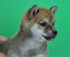 柴犬 こいぬ ブリーダー 番犬 柴犬 ブリーダー 子犬販売の専門店 AngelWan 全国発送可能 中型犬