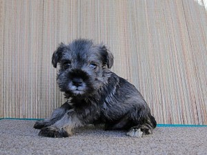 ミニチュアシュナウザー　ブリーダー　子犬販売の専門店　AngelWan　横浜市　川崎市