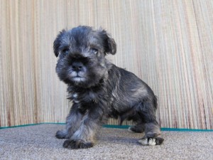 シュナウザー　ブリーダー　子犬販売の専門店　AngelWan　横浜　番犬