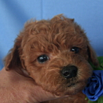 トイプードル　ブリーダー　子犬販売の専門店　AngelWan　横浜