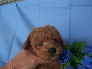 トイプードル　ブリーダー　子犬販売の専門店　AngelWan　横浜　全国発送可能