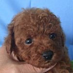 トイプードル　ブリーダー　子犬販売の専門店　AngelWan　横浜　