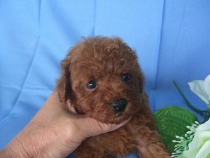 トイプードル　ブリーダー　子犬販売の専門店　AngelWan　横浜市　戸塚区　泉区