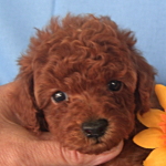 トイプードル　ブリーダー　子犬販売の専門店　AngelWan　横浜　