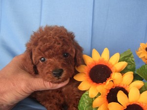 トイプードル　ブリーダー　子犬販売の専門店　AngelWan　神奈川　東京　埼玉　千葉