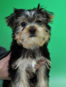 ヨークシャーテリア こいぬ ブリーダー ヨーキー ブリーダー 子犬販売の専門店 AngelWan 全国発送可能