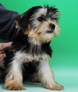 ヨーキー　ブリーダー　子犬販売の専門店　AngelWan　全国発送可能　小型犬