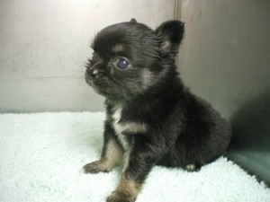 チワワ　ブリーダー　子犬販売の専門店　AngelWan　東京　神奈川　千葉　埼玉　ペット