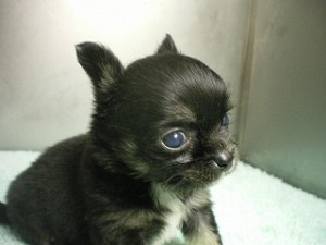 チワワ　ブリーダー　子犬販売の専門店　AngelWan　横浜　飼い主様募集