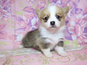 ウェルシュコーギーペンブローク　ブリーダー　子犬販売の専門店　AngelWan　横浜