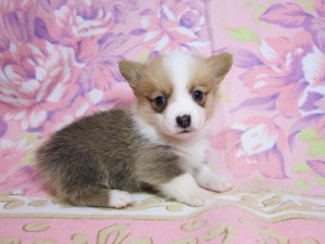 ウェルシュコーギーペンブローク　ブリーダー　子犬販売の専門店　AngelWan　横浜