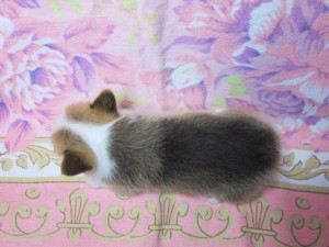 ウェルシュコーギーペンブローク　ブリーダー　子犬販売の専門店　AngelWan　横浜