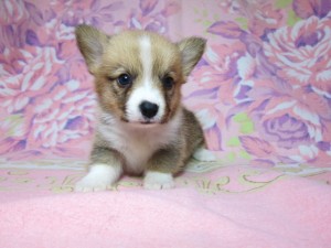 コーギー 胴長短足 かわいい ウェルシュコーギーペンブローク ブリーダー 子犬販売の専門店 AngelWan 神奈川