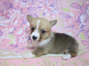 ウェルシュコーギーペンブローク 全国発送可能 空輸 陸送 ウェルシュコーギーペンブローク ブリーダー 子犬販売の専門店 AngelWan 横浜