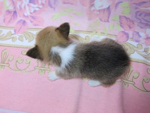 ウェルシュコーギーペンブローク 東京 千葉 埼玉 神奈川 ウェルシュコーギーペンブローク ブリーダー 子犬販売の専門店 AngelWan 横浜