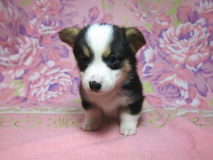 ウェルシュコーギーペンブローク　ブリーダー　子犬販売の専門店　AngelWan　横浜