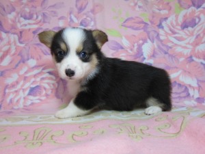 ウェルシュコーギーペンブローク　ブリーダー　子犬販売の専門店　AngelWan　横浜