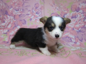 ウェルシュコーギーペンブローク　ブリーダー　子犬販売の専門店　AngelWan　横浜