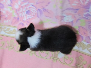 ウェルシュコーギーペンブローク　ブリーダー　子犬販売の専門店　AngelWan　横浜