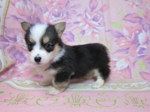 ウェルシュコーギーペンブローク　ブリーダー　子犬販売の専門店　AngelWan　横浜